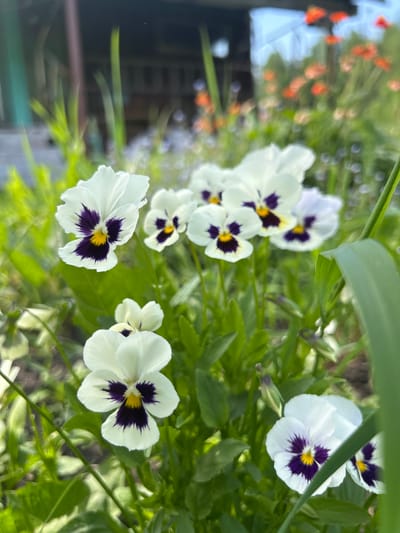 In a garden setting, possibly in a rural area 115 Km from a city in Russia, a cluster of white pansies with deep purple centers and yellow accents are in full bloom. The flowers are the primary subject, with a shallow depth of field blurring the background. Visible in the background are green foliage, blades of grass, and out-of-focus hints of red flowers, possibly poppies, and a dark structure, which could be a shed or fence. The lighting suggests it is daytime, with natural sunlight illuminating the scene. There are no people or animals present. The overall impression is of a vibrant, natural outdoor environment during the blooming season.
