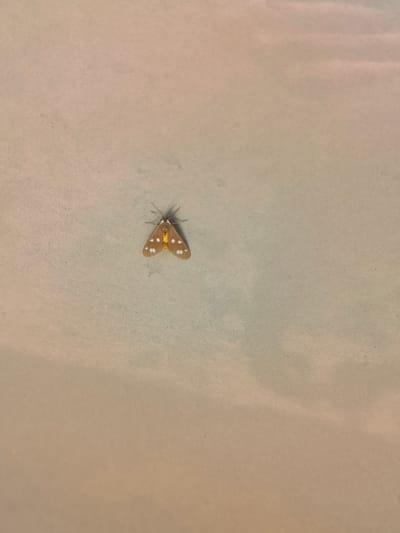 A small, light brown moth with white spots on its wings is centered on a light-colored, textured surface. The moth is oriented with its wings spread, revealing two antennae extending forward. The surface appears to be a wall or ceiling. The overall lighting is subdued. The image was taken in Novoselivka, Ukraine.