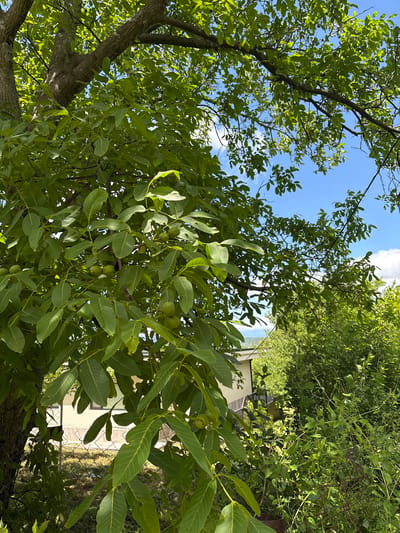 The image depicts a lush green walnut tree with visible unripe walnuts, set against a backdrop of a clear blue sky with scattered clouds. The scene appears to be outdoors, possibly in a garden or yard, with hints of a building and a fence in the background, suggesting a residential area. The foliage is dense, with sunlight filtering through the leaves, creating dappled light. The overall impression is one of a tranquil, sunlit day in a natural setting. The location is identified as Navdaraantkari, Georgia.