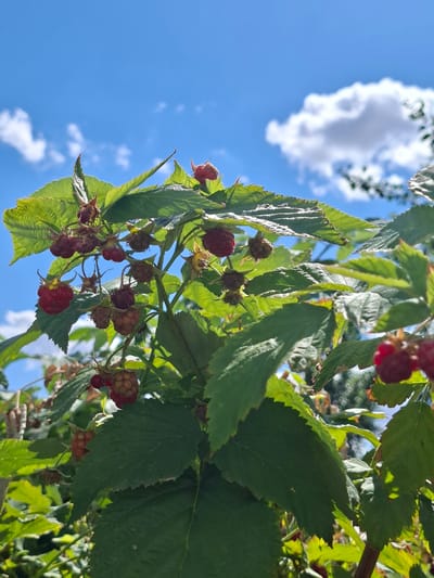 A low-angle, close-up shot shows ripe red raspberries hanging from a branch of a raspberry bush, with green leaves surrounding them. The berries are a vibrant red, with some appearing slightly unripe or in the process of ripening, showing a lighter pinkish-red hue. The leaves are a deep green, with visible veins and serrated edges. The background is a bright blue sky with scattered white clouds, suggesting a sunny day. There are no people or other animals visible in the image. The scene appears to be outdoors, likely in a garden or natural setting in Novostroyka, Russia, judging by the context provided. The sunlight casts subtle shadows on the leaves and berries, highlighting their textures.