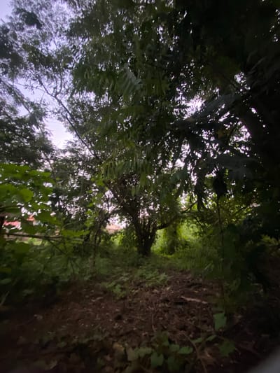 The image depicts a densely vegetated area, likely a backyard or overgrown lot in Sapele, Nigeria. The foreground is covered with dark, loose soil and leaf litter, with scattered green foliage. A narrow dirt path leads into the background, which is dominated by thick green trees and bushes. The canopy of leaves creates a dappled light effect, with some areas in shadow and others illuminated by what appears to be early morning or late afternoon light filtering through. In the far background, glimpses of structures with reddish roofs are visible through the foliage, suggesting proximity to residential areas. The overall impression is one of a wild, untamed natural space within an urban or semi-urban environment.