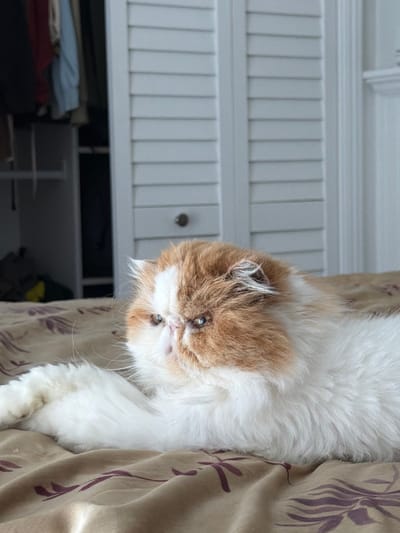 A long-haired, bi-color domestic cat, exhibiting white and orange/ginger fur, lies on a light brown patterned duvet with dark floral motifs. The cat, consistent with a Persian breed due to its brachycephalic facial structure and prominent, somewhat narrowed eyes, faces slightly left of the viewer, with front paws extended. The background reveals an interior space, specifically an open closet on the left containing hanging garments (red, light blue, dark) and visible shelves. To the right, white louvered bifold doors with a visible dark knob are present, alongside white architectural trim. The scene is illuminated by ambient light. This image was captured in Rancho Palos Verdes, United States of America.