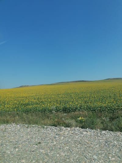 The image shows a vast field of sunflowers under a clear blue sky. The sunflowers are in full bloom, their yellow petals creating a vibrant carpet stretching towards rolling hills in the distance. The foreground features a gravelly path, with some dry grass and weeds growing alongside it. The scene is bright and sunny, suggesting a warm day. The location is identified as Uşanovo, Kazakhstan.