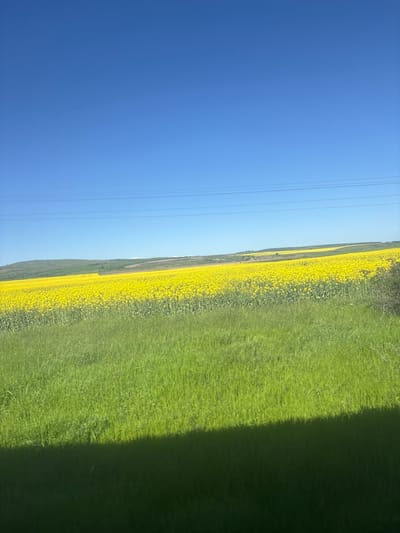 The image shows a rural landscape near Tsar Asen, Bulgaria, featuring a bright blue sky in the upper left corner with overhead power lines. A field of yellow rapeseed flowers stretches horizontally across the middle of the frame, bordered by a field of green grass on the right. The right edge of the image is obscured by a dark shadow, possibly from a vehicle interior or overhanging object. The horizon line appears to be slightly tilted. No people or specific objects are clearly visible. The environment suggests an open, agricultural area.