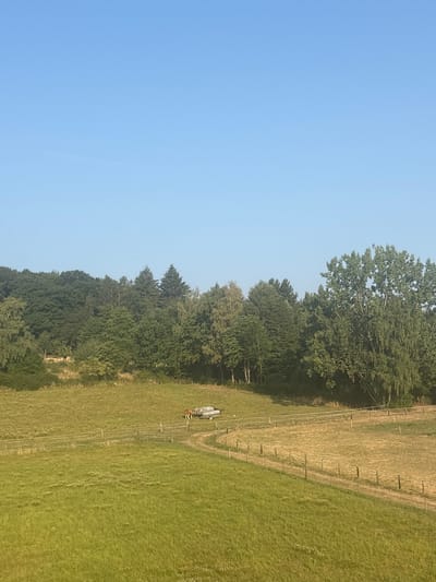 This image captures a rural scene on a clear, bright day, likely in Köppern, Germany, given the context. The landscape is dominated by lush green fields and a dense forest bordering the background. A wooden fence runs through the fields, demarcating different areas. In the middle ground, a small trailer is parked, hitched to what appears to be a vehicle. A brown and white animal, possibly a cow or a horse, stands near the trailer. The sky above is a clear, pale blue. The overall impression is one of peaceful countryside.