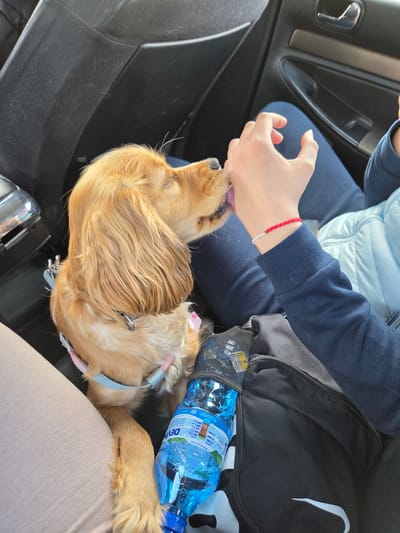 Inside a car, an individual with a red bracelet is petting a golden-haired dog. A blue water bottle and a black Nike backpack are adjacent to the dog. The location is Koilovtsi, Bulgaria.
