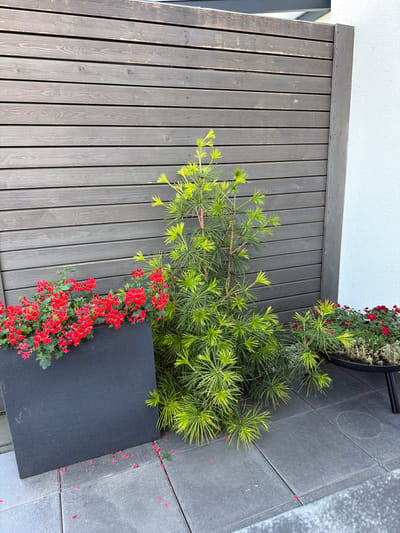 This image shows a garden or patio area with a dark wooden fence in the background. In front of the fence, there is a large, dark planter filled with red geraniums. To the right of the planter is a tall, leafy green plant with bright yellow-green foliage. Further to the right, a round black planter with red flowers and greenery is visible, supported by a single black leg. The ground is paved with gray tiles, and a few red flower petals are scattered on the ground. A white wall is visible on the far right. The scene is likely from Bissendorf, Germany, given the provided location.