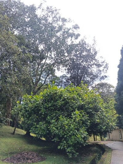The image displays an outdoor natural landscape under a bright, overcast sky. A large, dense, dark green bush with numerous small leaves dominates the lower central part of the frame. To the left of this bush, a small mound of brown, dried leaves rests on a gently sloping grassy area. To the bush's right, a dark gray paved path or road runs horizontally, separated from the grass by a small, stone-lined drainage ditch or curb.

Behind the prominent bush, several trees with visible trunks and varying shades of green foliage extend upwards, suggesting a wooded or park-like environment. The background features more trees, some with lighter green canopies and others with darker, almost silhouetted branches against the bright white sky. On the far right, a tall tree with dark, slender foliage stands alongside others. A light-colored building with dark rectangular windows is partially visible on the far right, peeking out from behind the trees, indicating human infrastructure nearby.

The scene is set during daytime, likely under a cloudy sky given the diffuse light and lack of sharp shadows. The abundant greenery and lush vegetation suggest a tropical or sub-tropical climate, consistent with the location context of Ban Pong, Thailand. No specific activity or people are visible, contributing to a tranquil and serene atmosphere. There is no visible text in the image.