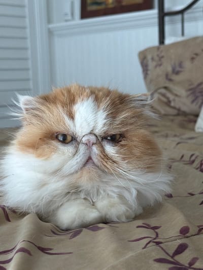 A bicolored Persian cat with orange and white fur is depicted lying indoors on a patterned bedspread in Rancho Palos Verdes, United States of America. The cat occupies the lower central portion of the frame, facing forward with its front paws tucked beneath its body. Its distinctive flat face features amber-colored eyes, a pink nose, and prominent white whiskers. The fur on its face and chest is predominantly white, contrasting with the orange patches around its ears and forehead. The bedspread beneath the cat is a light brown or beige fabric with a repetitive dark purple floral or vine pattern. The background, which is out of focus, reveals a white wall with molding. A dark framed object, possibly artwork, is partially visible on the wall above the molding, and a dark metal bed frame element is present on the right side. No human subjects are visible. The scene is illuminated by soft, natural light.