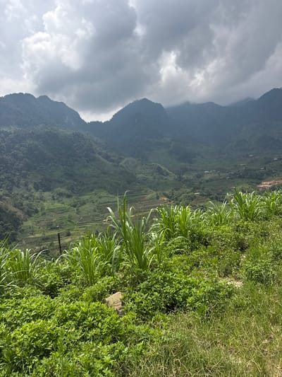 The image displays a vast and verdant mountainous landscape under an overcast sky, set in Minh Sơn Commune, Vietnam. In the foreground, dense, lush green vegetation covers the ground, with tall, grass-like plants featuring long, broad leaves prominent on the right side. Smaller shrubs and ground cover also contribute to the rich greenery. A light-colored rock or stone is partially visible among the plants in the lower right.
The midground is dominated by multiple layers of steep, tree-covered mountains, receding into the distance. On their slopes and in the valleys, terraced fields are clearly visible, indicating agricultural activity. A few small, indistinct structures can be faintly discerned within the mountainous terrain. A dark utility pole stands on the left side, connecting the immediate foreground to the distant features.
The sky above is heavily clouded with large, dark grey formations, suggesting overcast weather or an approaching storm, which partially obscures the higher mountain peaks. The overall lighting indicates it is daytime. No people or specific activities are depicted, nor is any text visible within the frame. The scene conveys a sense of natural grandeur and human adaptation to the rugged environment through terraced farming.