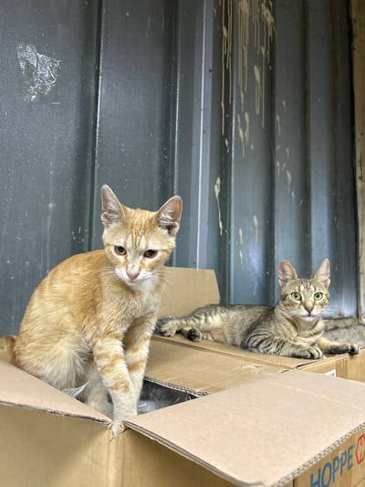 Two cats are in cardboard boxes. The cat on the left is an orange tabby and is sitting in a box. The cat on the right is a grey tabby and is lying down in a box. The background is a dark metal wall with some streaks of yellow paint. The location is Struma, Bulgaria.