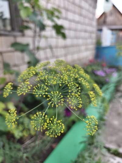 This is a close-up, eye-level, outdoor shot of a dill flower in bloom. The dill flower has numerous small yellow florets arranged in an umbel shape. The background is blurred, but appears to be a yard with a brick wall, possibly a house, and some greenery. A blue bucket and some other plants are visible in the background. The scene is likely located in Семилетка, Russia, as per the prompt. There are no people or animals present in the image, and no specific actions are taking place. The focus is entirely on the delicate structure of the dill flower.