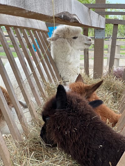 The image shows three alpacas eating hay inside a wooden enclosure. One alpaca is white, one is brown, and the third is dark brown/black. The wooden enclosure consists of horizontal slats. The photograph was taken in Tavrichanka, Russia.