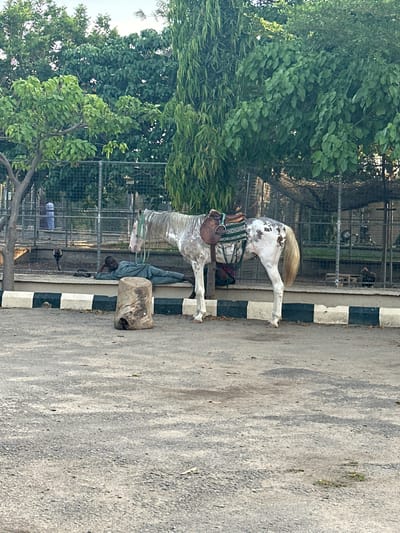 In Batagarawa, Nigeria, a white and brown spotted horse stands near a person lying on the ground. The horse is equipped with a saddle. The person is wearing a light gray outfit and is resting on their side, with their head propped up. In the background, a metal fence encloses an area with trees and what appears to be a structure with some machinery. The ground is paved, with a black and white striped border visible along the edge of the paved area. A rough-hewn log lies on the ground in the foreground.