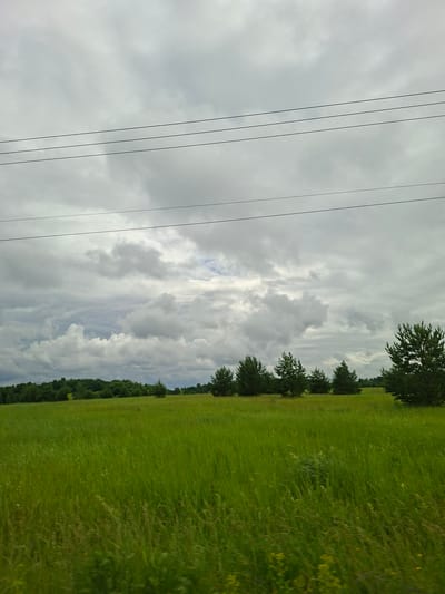 The image depicts a rural landscape under an overcast sky. A vast, green field of tall grass occupies the foreground and midground, stretching towards a line of trees in the distance. Several evergreen trees are scattered throughout the field, with one prominent tree on the right side of the frame. Power lines are visible running horizontally across the upper portion of the image. The sky is filled with heavy, grey clouds, suggesting a cloudy or possibly impending rainy day. There are no people or animals visible in the scene, nor any apparent human activity. The overall impression is one of a natural, open environment.