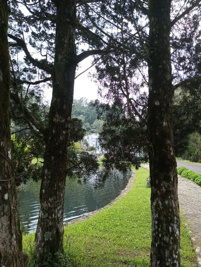 The scene is an outdoor environment in Ambositra, Madagascar. Three substantial tree trunks, dark and textured with visible moss and lichen, are prominently positioned in the foreground, with one on the left and two towards the right. Their extensive branches and foliage create a dense overhead canopy. A body of water, appearing as a lake or large pond, occupies the middle ground, exhibiting subtle ripples across its surface. Along the immediate bank of the water, a strip of green grass, closely cut, extends horizontally. Adjacent to the grass on the right, a paved pathway constructed from interlocking gray pavers runs parallel to the water's edge, curving slightly into the background. In the distance, across the water and partially obscured by tree branches, a multi-story white building with a distinctive roof is visible, situated against a backdrop of dense green forest covering a hillside. No individuals or animate subjects are present, and no actions or interactions are depicted.