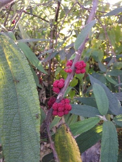 The image displays a close-up of a plant situated within a vegetated area in Ban Naduan, Laos. Multiple clusters of small, spherical, deep red fruits are attached directly to a brown woody stem. Surrounding the stem are green, textured leaves with prominent venation; one leaf positioned at the lower right exhibits a yellowing discoloration. Several small, dark-colored ants are observed on a large green leaf to the left of the main stem. The background consists of out-of-focus green foliage and tree branches, indicating a dense natural environment, illuminated by natural daylight filtering through the canopy.