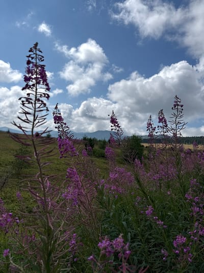 A low-angle, medium shot captures a patch of purple fireweed flowers in bloom against a backdrop of mountains and a sky with scattered clouds. The fireweed stalks, with their dense clusters of small purple flowers, are the dominant foreground subjects, with some appearing slightly out of focus. In the middle ground, rolling green hills are dotted with scattered trees. Further in the distance, the hazy outlines of mountains are visible under a blue sky punctuated by fluffy white clouds. The scene appears to be in a natural, outdoor environment, likely a mountainside meadow. The time of day appears to be daytime, with bright lighting conditions. There are no people or man-made structures visible in the frame.