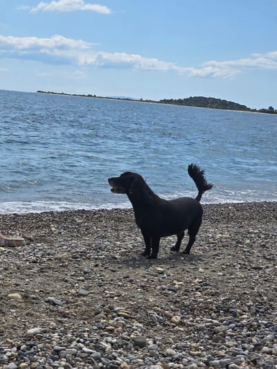 A black dog stands on a pebble beach in Astros, Greece, facing the sea. The dog is positioned in the mid-ground, with its body angled towards the right of the frame. The sea stretches out before the dog, with gentle waves lapping at the shore. In the background, a distant landmass with some vegetation and buildings is visible under a bright, partly cloudy sky. The beach is covered in a variety of small to medium-sized pebbles.
