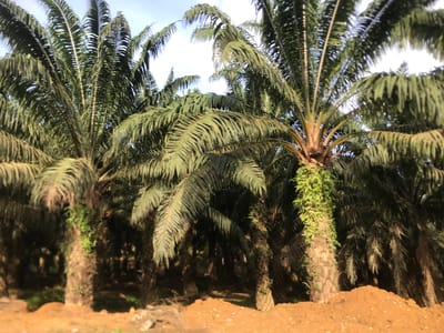 The image shows a palm oil plantation in Seumadam, Indonesia. The foreground consists of reddish-brown soil. Several rows of palm trees occupy the middle ground. The trunks of some trees are covered in green vegetation. A sliver of blue sky is visible in the background. There are no people visible in the image.