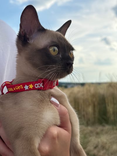 A person holds a light brown cat with darker brown facial markings and yellow eyes, wearing a red collar that says "COOL 4 CATS". The cat is held in front of a field of dry grass and a cloudy sky. The setting is outdoors, and the location is the city of Hahn, Germany.