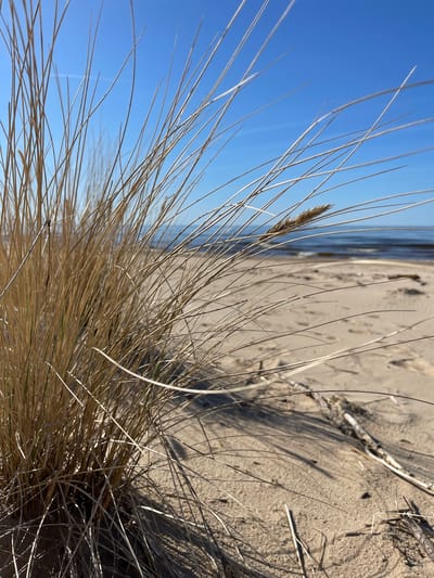 The image shows a close-up view of beach grass against a backdrop of the beach and the sea on the city of Lilaste in Latvia. The sky is blue, and the sand is light brown. Some footprints are visible on the sand, as well as some pieces of wood. The beach grass in the foreground is dry and tan-colored.