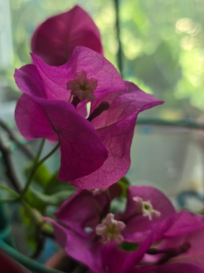 This is a close-up, shallow depth-of-field photograph of vibrant magenta bougainvillea flowers. The flowers are the primary subjects, with their delicate, paper-like bracts and tiny, greenish-white true flowers visible in the center of some. The lighting suggests it is daytime, with soft, diffused light creating a gentle glow.
The background is a blur of soft green and yellow, indicating foliage or perhaps sunlight filtering through leaves, and a muted, hazy light blue and gray area, possibly a window or wall. The overall setting appears to be a plant-filled area, likely outdoors or near a window, given the natural light and greenery. The image does not contain any people, text, or specific events. The focus is entirely on the intricate details and vivid colors of the bougainvillea. The location context of Serebriansk, Kazakhstan, suggests a potentially temperate or continental climate where such flowering plants might be cultivated. The composition is artistic, emphasizing the textures and translucent qualities of the flower petals.