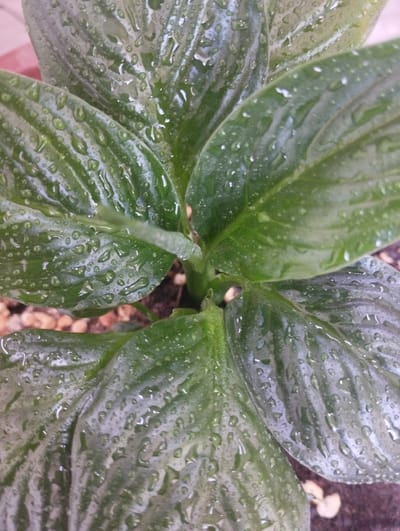 The image shows a close-up view of a plant with large, glossy green leaves covered in water droplets. The leaves have prominent veins that run parallel to each other, giving them a ribbed appearance. The water droplets are of various sizes and are scattered across the surfaces of the leaves, some clinging to the leaf surface and others forming small rivulets. The lighting suggests it might be daytime, possibly after rain or mist, as indicated by the water. The background is out of focus, but hints of brown soil and small pebbles are visible, suggesting the plant is in a pot or garden setting. The overall impression is one of freshness and nature, with the water droplets highlighting the texture and sheen of the leaves. There is no visible text in the image. The location context is Zarafshan, Uzbekistan.