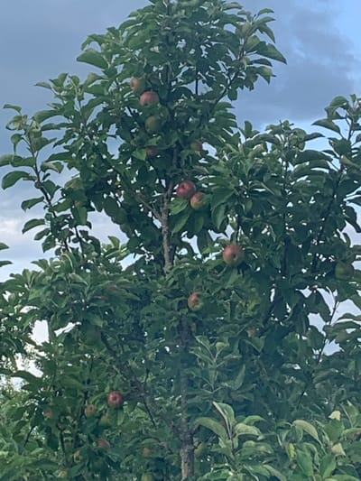 An apple tree with ripening apples is shown against a cloudy sky in Krestzy, Russia. The tree is full of green leaves, and several apples are visible, some red and some green. The apples are clustered on branches, with some hanging lower than others. The sky is a mix of blue and gray clouds, suggesting an overcast day. The image appears to be taken from a medium distance, capturing the overall appearance of the tree and its fruit.