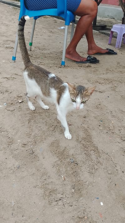 A cat stands on sandy ground, likely a beach. The cat has white fur with gray and brown patches. It is looking down. Behind the cat is a blue plastic chair with metal legs. A person sits in the chair wearing blue shorts with white stripes. Part of their bare legs and feet are visible. There are black sandals on the ground near their feet. A small purple plastic stool is visible in the background. The location is Agbarho, Nigeria.