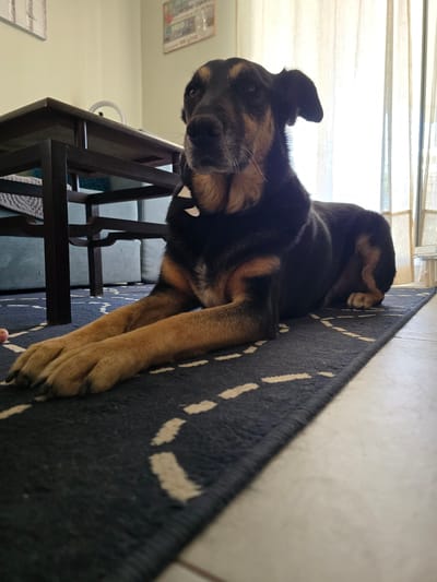 A medium shot photograph shows a German Shepherd mix dog lying on a dark blue rug with a cream-colored geometric pattern. The dog is mostly black with tan markings on its face, legs, and chest. Its eyes are dark brown, and its ears are partially floppy. The dog is positioned in the foreground, facing towards the left of the frame, with its front paws extended forward.
In the background, a dark wooden coffee table with a sturdy, angular design is partially visible. Behind the table, a teal-colored sofa with a quilted pattern can be seen. Further in the background, a window is covered by sheer, off-white curtains, allowing natural light to enter the room. The walls are painted a light, neutral color.
The overall impression is an indoor domestic setting. The specific location in Agii Anargiri, Greece, cannot be determined from the visual information provided in the image alone.