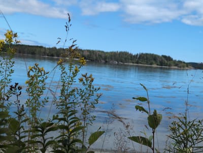 The image depicts a serene waterscape with foreground vegetation, likely in West Isles Parish, Canada. The water is a vibrant blue, reflecting the sky which is dotted with white clouds. A dense, dark green forest lines the distant shore. In the foreground, various plants and grasses are visible. Some of these plants feature small yellow flowers, suggesting a summer or late spring setting. The overall scene conveys a sense of natural beauty and tranquility. There are no people or any discernible activities taking place.
