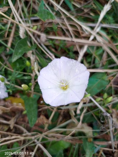 A close-up, top-down shot captures a white bindweed flower with delicate purple veins, speckled with water droplets, at the center of the frame. The flower's petals are partially unfurled, revealing a yellow stamen. Around the flower, the ground is covered with dry, light-brown grass stalks, interspersed with green leaves and small, closed buds. The background is a blur of green foliage and brown earth. A timestamp, "2026/07/01 11:40," is visible in the lower left corner of the image. The image appears to have been taken outdoors in an environment with natural vegetation, possibly in the city of Zhanai, Kazakhstan, given the provided context.