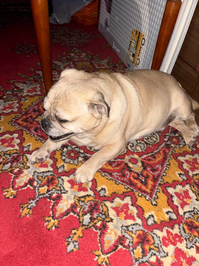 A pug dog is lying on a red rug with a floral pattern. The dog is facing left, with its head resting on its paws. Its eyes are closed, and its mouth is slightly open. The rug has a red background with a pattern of yellow, black, and white flowers. In the background, a wooden table leg is visible. To the right of the dog, a book with a gray cover and a yellow school bus illustration is leaning against a white surface. The scene appears to be indoors, possibly in a residential setting in Krasnenskoye Sel'skoye Kray, Belarus.