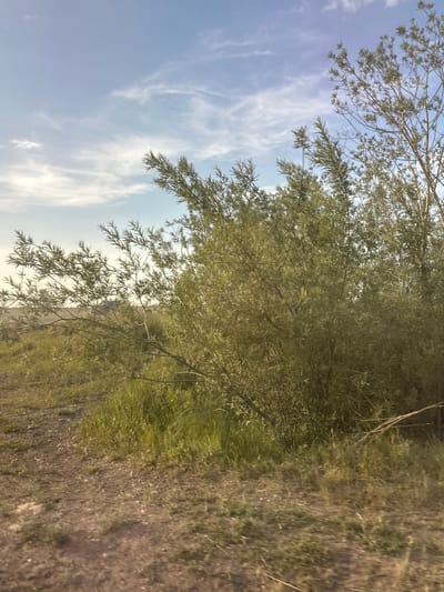 The image depicts a natural scene with a focus on vegetation and sky. In the foreground, a dense canopy of thin, leafy branches dominates the frame, with some branches extending towards the viewer. The leaves are a pale green, suggesting they are either young or a specific type of foliage. Beyond the branches, the ground is covered in a mix of dry grass and soil, with a rough texture.
The background is divided between the sky and more foliage. The sky is a light blue, with wispy white clouds scattered across it, indicating fair weather. The lighting suggests it is daytime, possibly late afternoon or early morning given the soft light. The scene appears to be outdoors in a rural or natural setting, potentially near a body of water or in a park, given the lush greenery. There are no people or distinct objects, with the emphasis being on the organic elements of the environment. The overall mood is tranquil and naturalistic. No text is visible in the image.
