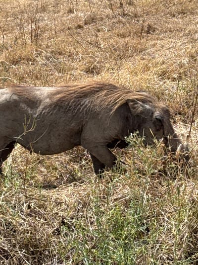 The image displays a warthog in a dry, grassy field within the specified location of Ilturot Lorkereyan, Tanzania. The adult warthog, positioned with its body angled slightly left, is primarily greyish-brown with visible wrinkles and sparse hair on its skin. A distinct, reddish-brown mane extends from its head down its back. Its head is lowered towards the ground, indicating grazing or rooting behavior amidst the vegetation. A single, curved tusk is visible protruding from the right side of its snout, partially obscured by foliage. The immediate environment consists of extensive dry, light brown grass and scattered clumps of taller, greener herbaceous plants, particularly concentrated around the warthog's head and in the foreground. The background recedes into a blurred expanse of similar dry grassland. The scene is brightly illuminated by natural light. No other animals or human subjects are present.