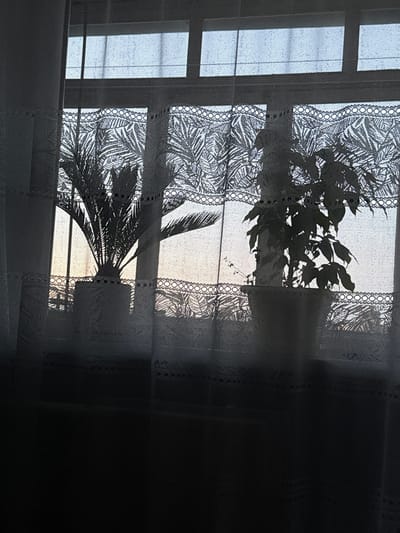This image, taken from an interior perspective in Kondopoga, Russia, shows a view through a window covered by a lace curtain. Silhouetted against the window are two potted plants. The plant on the left appears to be a palm with feathery fronds, while the plant on the right has broader, darker leaves. The lace curtain has a pattern of palm leaves and a decorative border along its top edge. The background outside the window is a soft, muted sky, possibly at dawn or dusk, with faint sunlight filtering through. The overall scene is dimly lit, with the darkness of the interior contrasted with the brighter exterior.