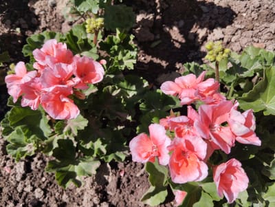 The image shows a close-up view of several pink geranium flowers and their green leaves, set against a background of dark soil. The flowers are in various stages of bloom, with some fully open and others still in bud. The soil appears dry and cracked, with some small pebbles scattered throughout. The scene is illuminated by bright sunlight, casting distinct shadows on the ground. The overall impression is of a garden or natural outdoor setting.
