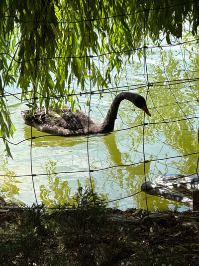 A black swan swims in a pond in Mirikənd, Azerbaijan, partially obscured by a wire fence and willow branches. The swan's body is mostly submerged, with its long, curved neck and head visible above the murky green water. Its dark feathers are ruffled, and its beak is a reddish-orange color. The pond reflects the sunlight and the surrounding foliage, creating a dappled effect on the water's surface. In the foreground, a dense undergrowth of green shrubs and fallen leaves covers the ground.