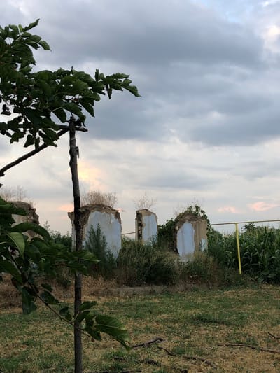 In Calfa, Moldova, a weathered tree trunk stands vertically in the foreground, with branches and green leaves, some bearing dark mulberries, extending from the left side of the frame. Behind it, the remains of a partially demolished building are visible, characterized by crumbling concrete walls with patches of light blue paint. The structure appears overgrown with vegetation. In the background, a field of tall green corn stalks grows densely, demarcated by a yellow post. The sky above is overcast with heavy, dark gray clouds, hinting at an impending storm or late evening light. The ground in front of the ruins is covered in dry, sparse grass, interspersed with some green patches and fallen twigs.