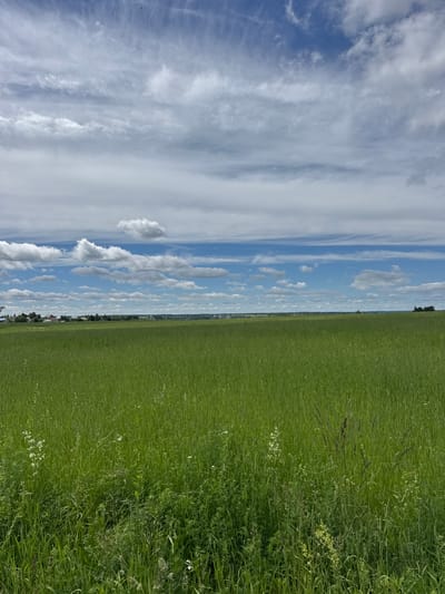 A vast, green meadow stretches across the foreground of the image, its tall grass rippling gently. In the mid-ground, a line of trees and buildings forms a faint horizon, suggesting a distant settlement. The sky above is a dramatic canvas of blue, punctuated by a variety of clouds, from wispy streaks to fluffy cumulus formations. The overall impression is one of a serene rural landscape under a dynamic sky. There are no people or animals visible in the scene.