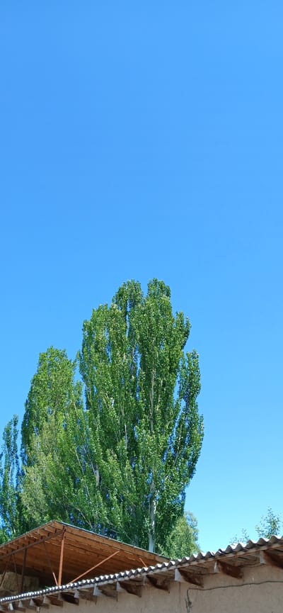 The image shows a bright, clear blue sky over a rural scene in Mihaylovka, Kyrgyzstan. In the foreground, a rustic roof structure made of corrugated metal and wooden beams covers what appears to be a building with mud walls. Behind the roof, tall, leafy green trees dominate the midground, with the sky forming the background. The overall impression is one of a sunny day in a countryside setting.