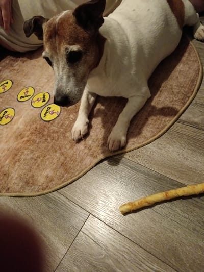 A dog with white and tan markings, identified as a Jack Russell Terrier, is lying on a circular rug with a brown, speckled pattern. Scattered on the rug are several yellow circular cards with a black border, each featuring a cartoon image and the word "Dobble." The dog is looking down at the cards, and its front paws are resting on the rug. A single, long, yellow dog treat lies on the wooden floor to the right of the rug. The background shows a portion of a person's leg and torso, suggesting the scene is indoors, likely in a home setting. The floor appears to be made of wood-effect laminate. The overall atmosphere is casual and domestic. No specific location in Bloxwich, United Kingdom is discernible from the image.