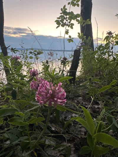The image shows a cluster of pink clover flowers in the foreground, with lush green foliage surrounding them. In the background, a body of water is visible, reflecting the soft light of the sky. The sky itself is painted with pastel hues of pink and orange, indicating either sunrise or sunset. Several trees stand on either side of the frame, their trunks dark and silhouetted against the lighter sky. The overall impression is one of a serene natural landscape, possibly a lakeside or riverbank setting. There are no people or animals visible in the image. The location is not specified in the image or the provided context.