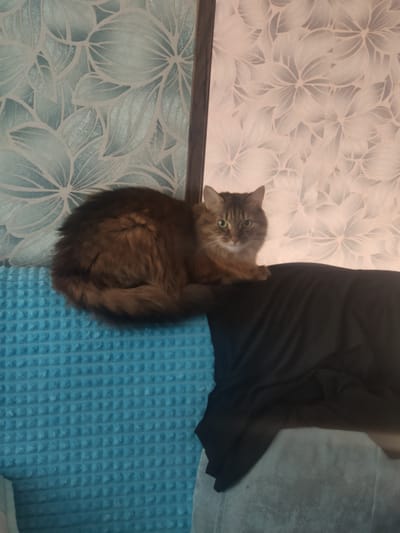A fluffy, brown and grey tabby cat is perched on a black surface, likely the back of a sofa or chair, with its body curled to the left. The cat has green eyes and is looking towards the camera. Behind the cat, the wall is decorated with patterned wallpaper. The left side of the wall has a blue and white floral pattern, while the right side features a pink and white floral pattern. The cat is sitting on a textured blue surface, possibly a cushion or blanket. The scene appears to be indoors, likely in a home, with soft lighting.