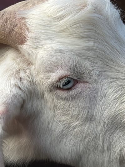 A close-up photograph depicts the head of a white goat. The animal's eye is light blue with dark vertical pupil. The goat's coat is dense and white around the eye and horn. The base of its horn is visible at the edge of the image. The location of the image in Polivanovo, Russia is not verifiable from the content of the provided image.