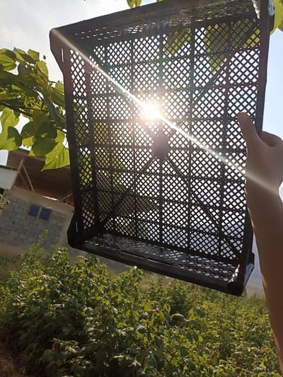 A hand holds a black plastic crate against a backdrop of bright sunlight filtering through its diamond-shaped openings. The crate is positioned in the foreground, obscuring a portion of the view. In the mid-ground, lush green raspberry bushes with some red berries are visible. Behind the bushes, a building constructed with grey cinder blocks and a lighter colored roof is situated. A tree with large green leaves extends into the frame from the left. The overall scene suggests an outdoor agricultural setting, likely in a rural area. The sun's glare creates lens flares across the image.