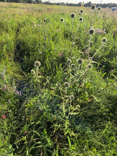 The image depicts a sunlit meadow filled with green grass and various wildflowers. In the foreground, a cluster of thorny plants with spherical flower heads dominates the scene. These plants have tall, slender stems and spiky, ball-shaped blooms that appear to be in various stages of development. The surrounding vegetation includes tall grasses, small purple flowers, and some pink blossoms. The background shows a blurred expanse of similar vegetation stretching towards a distant tree line under a bright, clear sky. There are no people, animals, or man-made structures visible in the immediate vicinity. The scene is characteristic of a natural, untamed meadow environment.