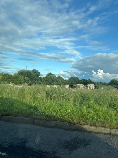 The image depicts a pastoral scene in Craigavon, United Kingdom. A herd of cows, some black and white, and others solid white and black, graze in a lush green field. The field is characterized by tall, wild grasses and scattered small white and purple flowers. In the background, a line of dense green trees forms a natural boundary to the field, with a single telegraph pole visible amidst the foliage. The sky above is a dynamic mix of blue and white clouds, with some clouds appearing larger and more dramatic towards the right side of the frame. In the foreground, a dark asphalt road with a concrete curb separates the viewer from the field, with the edge of the road and curb clearly visible. The lighting suggests it is daytime, possibly late afternoon, with shadows cast across the road and field. No people are present in the scene.