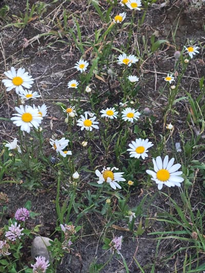 A field of wild daisies with yellow centers and white petals is blooming in the grass. Some of the daisies are in full bloom, while others are still in bud form. The grass is green and lush, and the soil is dark and moist. In the foreground, there are a few small purple clover flowers. The image was taken in the city of Vasylkiv, Russia.